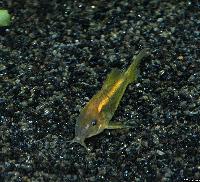 Corydoras aeneus sp.