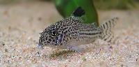 Corydoras julii