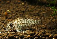 Corydoras loretoensis