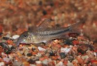 Scleromystax prionotos