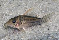 Corydoras pulcher