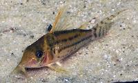 Corydoras pulcher