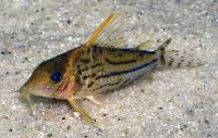 Corydoras pulcher
