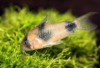 Corydoras weitzmani