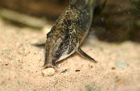 Scleromystax barbatus