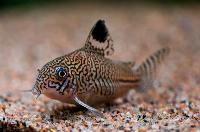 Corydoras trilineatus
