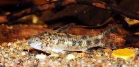 Aspidoras cf. rochai