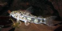 Aspidoras cf. rochai