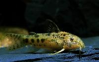 Aspidoras sp. 'goias'