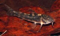 Aspidoras spilotus