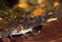 Aspidoras spilotus