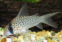 Corydoras atropersonatus