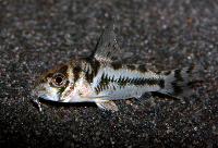 Corydoras boesemani