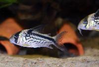 Corydoras loxozonus