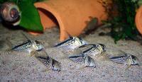 Corydoras loxozonus