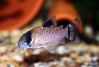 Corydoras oiapoquensis