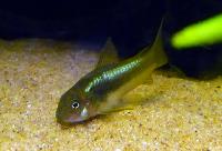 Corydoras sp. 'neon green stripe'