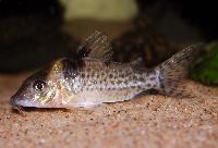Corydoras blochi