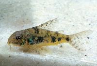 Corydoras marmoratus