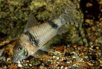 Corydoras desana