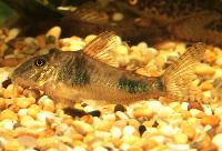 Corydoras ellisae