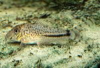Corydoras fulleri