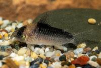 Corydoras nijsseni