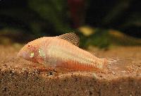 Corydoras aeneus 'albino'