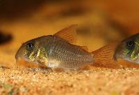 Corydoras concolor
