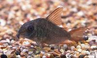Corydoras concolor