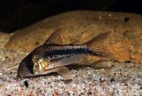 Corydoras axelrodi (deckeri)
