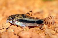 Corydoras habrosus