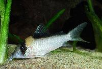 Corydoras imitator