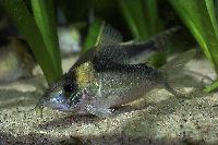 Corydoras imitator