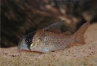 Corydoras kanei