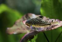 Corydoras napoensis