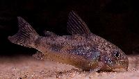 Corydoras paleatus