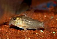 Corydoras polystictus