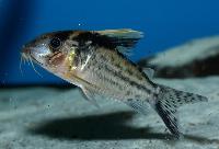 Corydoras robustus