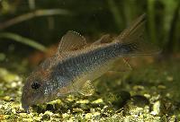 Corydoras schultzei