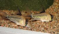 Corydoras sp. 'C003'