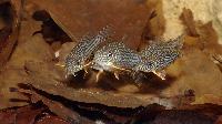 Corydoras sterbai