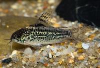 Elegans pansarmal