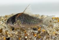 Hoplisoma CW102