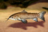 Hoplosternum littorale
