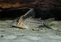 Robustus pansarmal