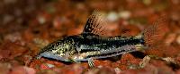 Scleromystax sp. 'C113'