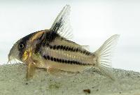 Smycketspansarmal