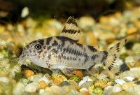 Zebra pansarmal