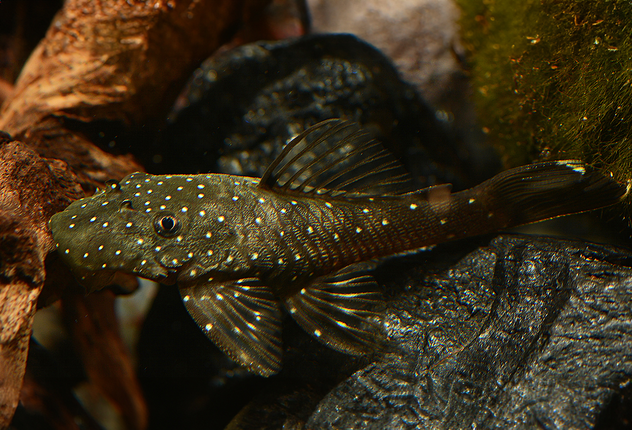 L032, Aqua Boas skjeggmunnmalle